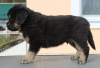 Photo №4. Je vais vendre buryat wolfhound mongol en ville de Москва. annonce privée - prix - 531€