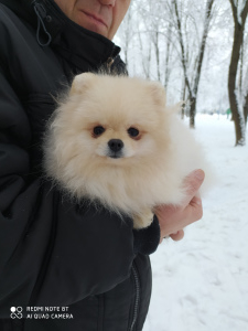 Photo №2 de l'annonce № 5249 de la vente spitz allemand - acheter à Fédération de Russie de la fourrière