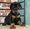 Photo №1. dobermann - à vendre en ville de Bruxelles | négocié | Annonce №116917