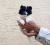 Photo №1. chien bâtard - à vendre en ville de Miami | 284€ | Annonce №78218