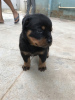 Photo №3. Chiots rottweilers. Australie