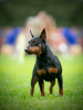 Photo №4. Accouplement pinscher miniature en Fédération de Russie. Annonce № 8234