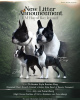 Photo №3. Chiots Boston terrier. Serbie