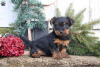 Photo №1. yorkshire terrier - à vendre en ville de Gelsenkirchen | 530€ | Annonce №63822