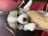 Photo №2 de l'annonce № 75486 de la vente chien bâtard - acheter à Fédération de Russie annonce privée