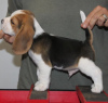 Photo №4. Je vais vendre beagle en ville de Bonn. annonce privée - prix - 331€