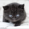 Photo №3. chaton british shorthair. Allemagne