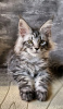 Photo №1. maine coon - à vendre en ville de Queen Creek | 400€ | Annonce № 118135