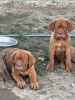 Photo №1. dogue de bordeaux - à vendre en ville de Prokuplje | Gratuit | Annonce №117008