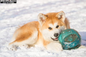 Photo №3. Akita Inu chiot. Fédération de Russie