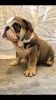 Photo №3. Chiots Bulldog anglais vaccinés disponibles pour foyers aimants avec tous les. USA