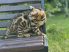 Photos supplémentaires: Magnifique chat Bengal - GrandInterChampion de la race