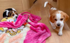 Photos supplémentaires: chiots beagle