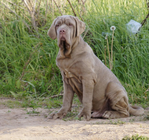 Photo №3. Kennel & quot; Alario Style & quot; présente les chiots du Mastiff. Fédération de Russie