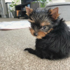 Photo №4. Je vais vendre yorkshire terrier en ville de Munich. annonce privée - prix - 265€