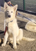 Photo №3. Chiots berger blanc suisse. La Roumanie