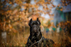 Photo №1. cane corso - à vendre en ville de Krasnodar | négocié | Annonce №8997