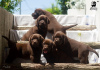 Photo №1. labrador retriever - à vendre en ville de Čelarevo | négocié | Annonce №114046