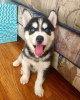 Photo №1. husky de sibérie - à vendre en ville de La Paz | négocié | Annonce №112294