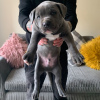 Photo №1. american bully - à vendre en ville de Belgrade | 270€ | Annonce №8045