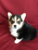 Photos supplémentaires: Welsh Corgi Pembroke