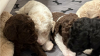 Photo №1. labradoodle - à vendre en ville de Neukirchen am Großvenediger | négocié | Annonce №91585