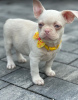 Photos supplémentaires: Chiots bouledogue français roses