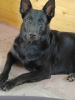 Photo №2 de l'annonce № 8455 de la vente chien bâtard - acheter à Fédération de Russie annonce privée, éleveur