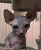 Photo №3. Chatons Sphynx canadiens. Allemagne