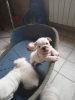 Photo №2 de l'annonce № 8359 de la vente bulldog anglais - acheter à Fédération de Russie de la fourrière