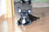 Photo №4. Je vais vendre bouledogue en ville de Saarbrücken. annonce privée - prix - 360€