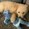 Photo №1. golden retriever - à vendre en ville de Кортрейк | Gratuit | Annonce №121235