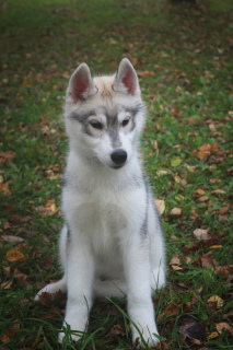 Photo №2 de l'annonce № 3647 de la vente husky de sibérie - acheter à Fédération de Russie éleveur