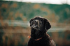 Photo №2 de l'annonce № 37070 de la vente buryat wolfhound mongol - acheter à Fédération de Russie de la fourrière, éleveur