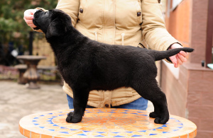 Photos supplémentaires: Chiots Labrador de couleur noire et fauve.