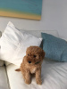 Photos supplémentaires: F1b Goldendoodle Miniature prête à rejoindre leur nouvelle maison pour toujours