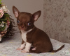 Photos supplémentaires: Chihuahua Chocolate Mini Boy