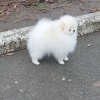 Photo №3. Chiots Spitz de Poméranie,. La finlande