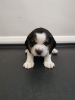 Photo №1. beagle - à vendre en ville de Берлингероде | Gratuit | Annonce №116056