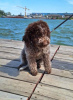 Photo №3. Chiots Lagotto Romagnolo. Serbie