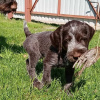 Photo №2 de l'annonce № 10646 de la vente chien d'arrêt allemand à poil dur - acheter à Fédération de Russie annonce privée