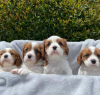 Photo №4. Je vais vendre cavalier king charles spaniel en ville de Vienna. annonce privée - prix - 379€