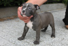 Photos supplémentaires: American Bully Pocket ABKC GrChampions