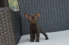 Photo №2 de l'annonce № 121029 de la vente devon rex - acheter à Allemagne annonce privée, éleveur