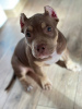 Photo №4. Je vais vendre american bully en ville de Varsovie. annonce privée - prix - 1123€