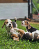 Photo №3. Chiots Beagle à vendre. 2 hommes 1 femme.. La finlande