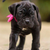 Photo №1. cane corso - à vendre en ville de Kames | négocié | Annonce №120641