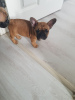 Photo №4. Je vais vendre bouledogue en ville de Munich. annonce privée, éleveur - prix - 450€