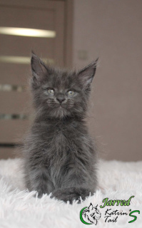 Photo №3. Maine Coon Boy Blue. Fédération de Russie