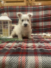 Photo №1. west highland white terrier - à vendre en ville de Berlin | négocié | Annonce №44771